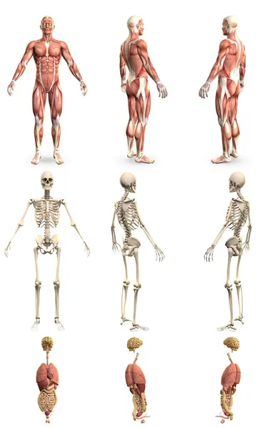 Mannelijk Lichaam Met Skelet Inwendige Organen Anatomie Concept Voor Gezondheidszorg — Stockfoto