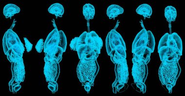 Kadın ve erkeğin iç organlarının 6 yüksek detaylı holografik röntgeni - fizyoloji inceleme konsepti - siyah üzerine izole edilmiş cg medikal 3D çizimi