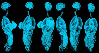 6 x-ray veya kadın iç organlarının hologramı - tıp için anatomi konsepti - yaratıcı detaylı tıbbi üç boyutlu çizimler izole edildi