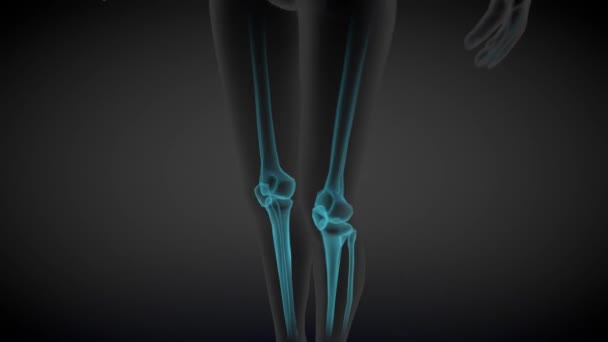 2 3D bezešvé smyčkové animace v 1, ženském pohledu z boku - rentgenové snímání kosterních kostí a různých vnitřních orgánů, fyziologické ilustrace - 4K 60fps UHD 