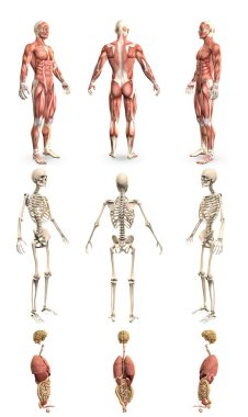 1 'de 9 detaylı çizim, kas haritası, iskelet ve organlara sahip erkek vücudu - anatomi inceleme konsepti - dijital medikal 3D illüstrasyon izole edildi