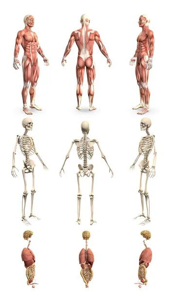 Gedetailleerde Renders Mans Lichaam Met Spierkaart Skelet Organen Anatomie Onderzoek — Stockfoto