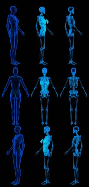 9张高分辨率的X光影像呈现在一张图像中 女性躯体与骨骼和器官 医院彩色研究概念 数字医学3D图像在黑色上被隔离 — 图库照片