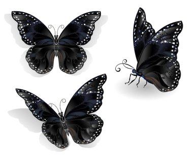 Set of realistic, isolated, black butterflies morpho on a white background. Design with butterflies clipart