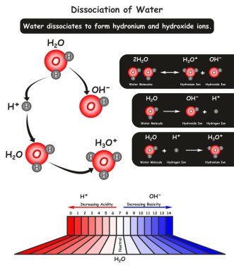 Ayrışma kimyasal reaksiyon asit ve Bazlığı iyonlar Kimya bilim eğitimi için nerede o ayırmak içine hidronyum ve hidroksit iyonları da gösteren su molekülü Infographic diyagram