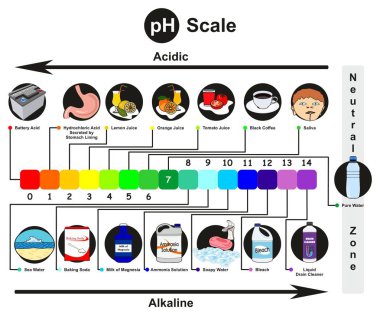 PH Ölçeği Infographic diyagramı artan asit veya kimya bilim eğitimi için Bazlığı asidik alkali ve tarafsız ve yön oku, gerçek hayattan örneklerle