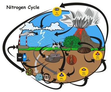 Azot nasıldı insan çevre ile dolaşımda gösteren azot döngüsü Infographic diyagram nitrification fiksasyon ammonification bitki hayvan fosil yakıt yağmur yıldırım volkan eğitim faktörler