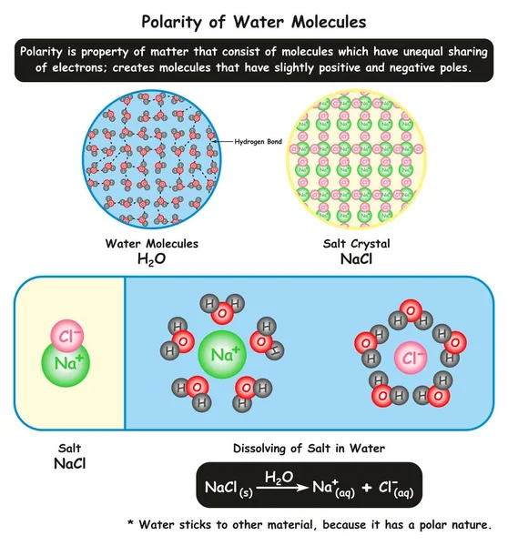 Polaridad Del Agua Diagrama Infográfico Moléculas Que Muestra Visión Microscópica — Archivo Imágenes Vectoriales