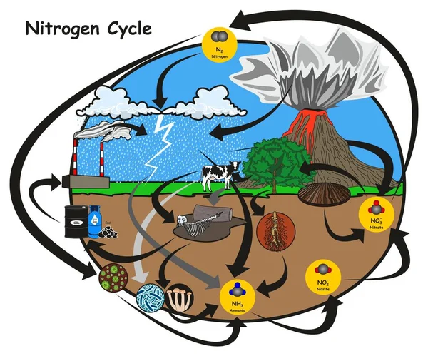 Diagrama Infográfico Ciclo Nitrogênio Mostrando Como Nitrogênio Entra Circulação Com — Vetor de Stock