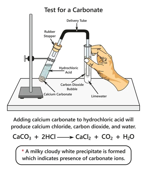 Prueba Para Diagrama Infografía Carbonato Que Muestra Experimento Laboratorio Indica — Archivo Imágenes Vectoriales