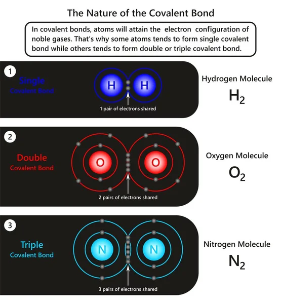 Kovalens Kötés Infographic Ábra Mutat Példát Atomok Kovalens Kötés Hogyan — Stock Vector