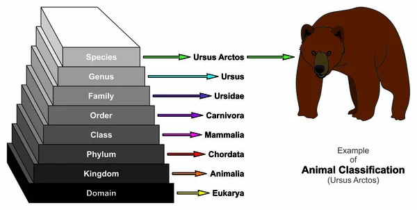 Παράδειγμα Του Ζώου Ταξινόμησης Γράφημα Διάγραμμα Που Δείχνει Κόκκινη Αλεπού — Διανυσματικό Αρχείο