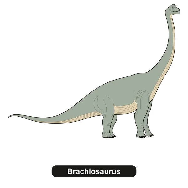 Brachiosaurus Dinosaurie Utdöda Djur — Stock vektor