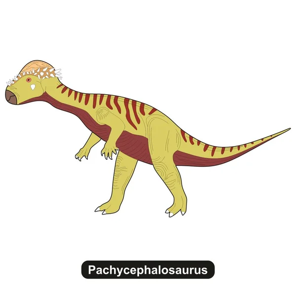 Vyhynulé Zvíře Pachycephalosaurus Dinosaura — Stockový vektor