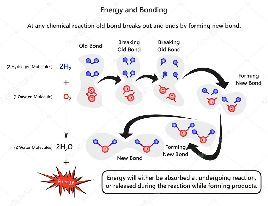 Energy and Bonding infographic diagram with example of forming new bond after breaking old bond and releasing energy of water molecule for chemistry science education