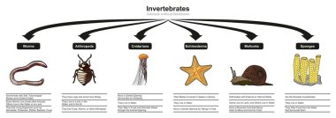 Solucanlar eklembacaklılar cnidarians dahil olmak üzere tüm türleri derisidikenliler yumuşakçalar sünger biyoloji ve morfoloji bilim eğitimi için gösterilen omurgasız hayvanların sınıflandırılması ve özellikleri Infographic diyagramı