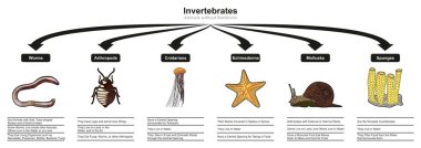 Invertebrates Animals Classification and Characteristics infographic diagram showing all types including worms arthropods cnidarians echinoderms mollusks sponges for biology and morphology science education clipart