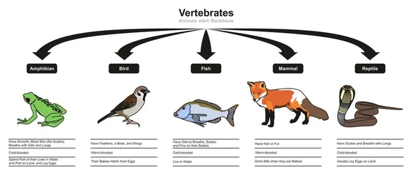 Vertebrados Clasificaciones Características Diagrama Infográfico Que Muestra Todos Los Tipos — Archivo Imágenes Vectoriales