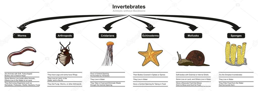 Invertebrates Animals Classification and Characteristics infographic diagram showing all types including worms arthropods cnidarians echinoderms mollusks sponges for biology and morphology science education