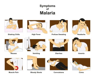 Symptoms of Malaria infographic diagram with conceptual drawing including shaking chills fever sweating headache nausea vomiting diarrhea anemia coma for medical science education clipart