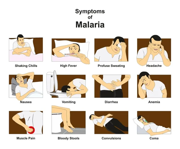 疟疾的症状图表图以概念图画包括摇晃的发冷热病出汗头疼恶心呕吐腹泻贫血昏迷为医学教育 — 图库矢量图片