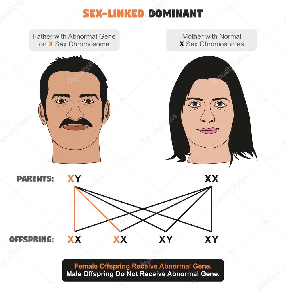 Sex-linked Dominant Hereditary Trait infographic diagram showing father with abnormal gene on X sex chromosome while mother has normal ones for genetics and medical science education
