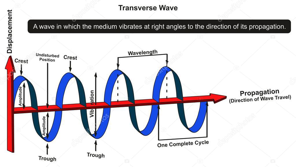 Transverse Wave Infographic Diagram showing structure with displacement and propagation axis with all parts including crest trough amplitude vibration wavelength complete cycle for physics science education