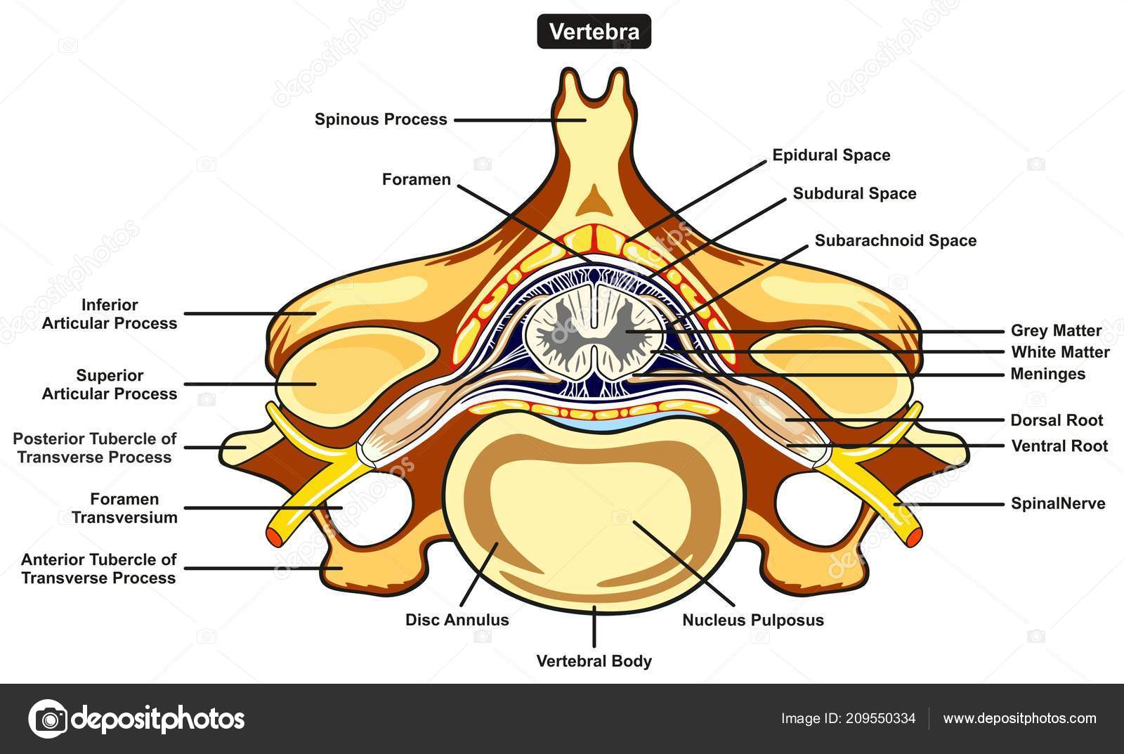 [DIAGRAM] Pelvis Vertebrae Diagram - MYDIAGRAM.ONLINE