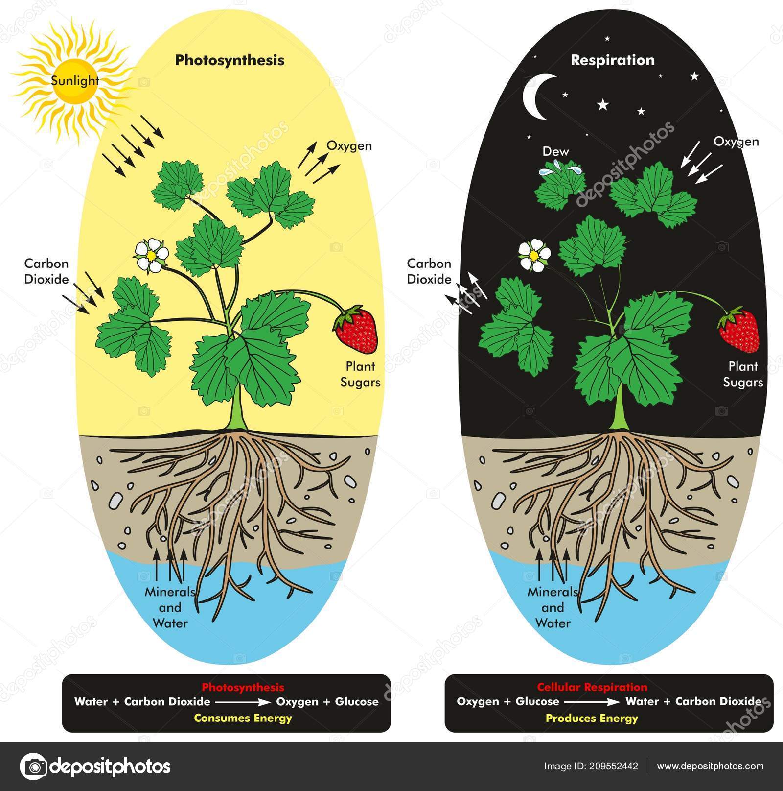 Photosynthesis And Respiration Animation photosynthesis-and-respiration-animation