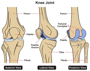 Diz eklem, insan vücudu anatomisi Infographic diyagramı ön lateral ve arka görünümü tüm kemikleri kalça kemiği tibia fibula ve patella tıbbi bilim eğitim ve sağlık gibi