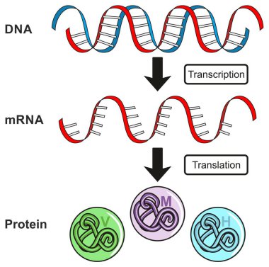 Transkripsiyon ve translasyon süreci Dna Rna protein ve nasıl o biçim genetik bilim eğitim için gösterilen merkezi Dogma gen ekspresyonu Infographic diyagramı