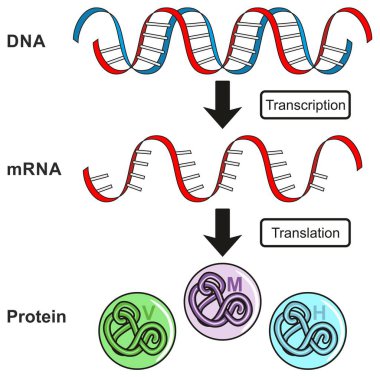 Central Dogma of Gene Expression infographic diagram showing the process of transcription and translation from DNA to RNA to protein and how it form for genetic science education clipart