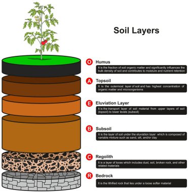 humus humus eluviation katman toprakaltı regolith ve Jeoloji bilim eğitimi için ana kaya gibi dilimler gösteren toprak katmanları Infographic diyagram etiketli