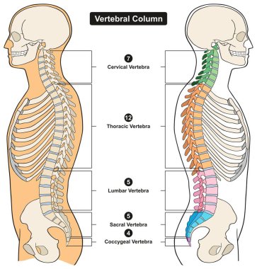 Vertebral Column of Human Body Anatomy infograpic diagram including all vertebra cervical thoracic lumbar sacral and coccygeal for medical science education and healthcare clipart