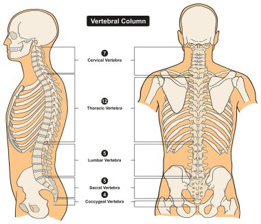 İnsan vücudu anatomisi Vertebral sütunun infograpic diyagram tüm omur servikal torasik lomber sakral ve tıbbi bilim eğitim ve sağlık Koksigeal dahil olmak üzere