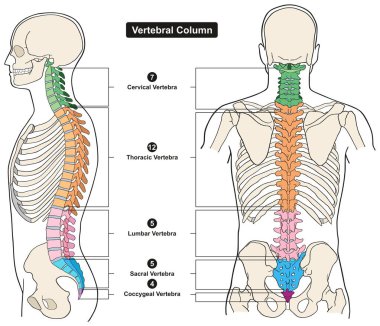 Vertebral Column of Human Body Anatomy infograpic diagram including all vertebra cervical thoracic lumbar sacral and coccygeal for medical science education and healthcare clipart