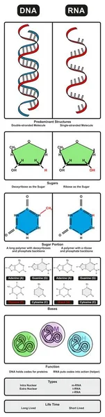 Dna Rna Infographic Diagram Een Vergelijking Met Inbegrip Van Overheersende — Stockvector