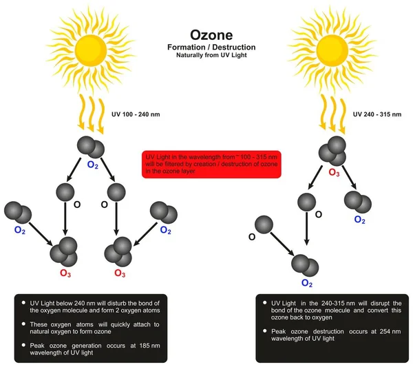 Infografisches Diagramm Zur Zerstörung Der Ozonbildung Durch Natürliches Licht Das — Stockvektor