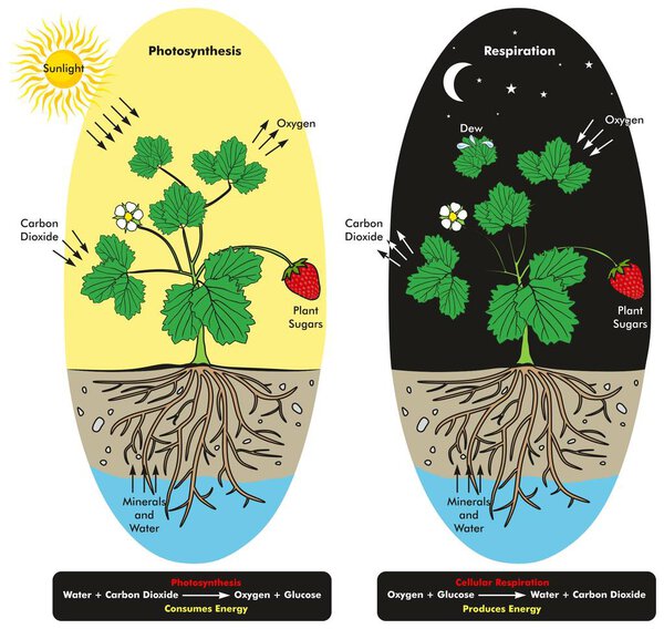 Photosynthesis and Cellular Respiration Process of Plant during day and night time infographic diagram showing comparison between them and formula with chemical reaction for biology science education