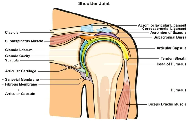 Articulación Del Hombro Del Cuerpo Humano Diagrama Infográfico Anatomía Con — Archivo Imágenes Vectoriales