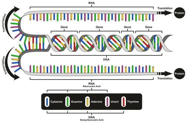 Dogma Central Expresión Génica Diagrama Infográfico Que Muestra Proceso Transcripción — Vector de stock