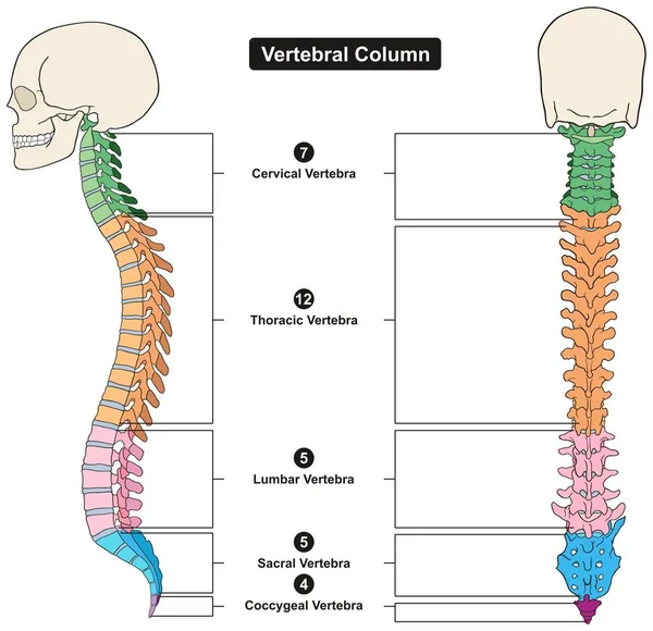 Coluna Vertebral Corpo Humano Diagrama Infográfico Anatomia Incluindo Toda Vértebra —  Vetores de Stock