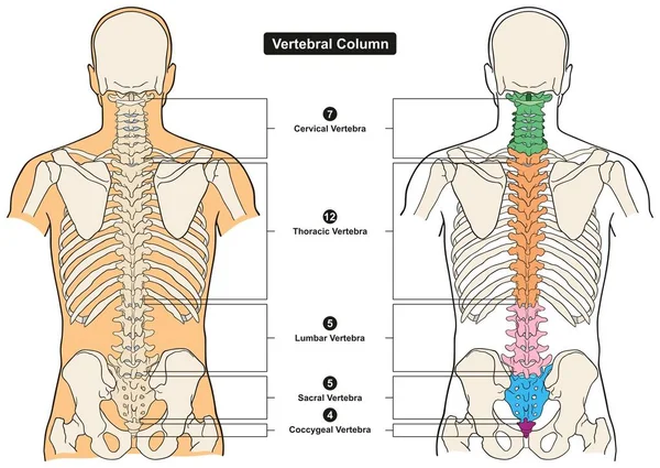 人体解剖学 Infograpic 图包括所有椎体颈椎胸腰椎及尾骨医学教育及医疗保健 — 图库矢量图片