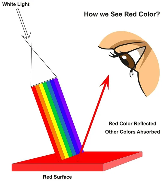 Πώς Βλέπουμε Κόκκινο Χρώμα Γράφημα Διάγραμμα Δείχνει Ορατό Φάσμα Φωτός — Διανυσματικό Αρχείο