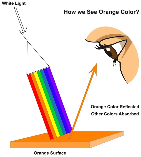 Jak Vidíme Oranžovou Barvu Infografika Diagramu Zobrazení Viditelného Spektra Světla — Stockový vektor