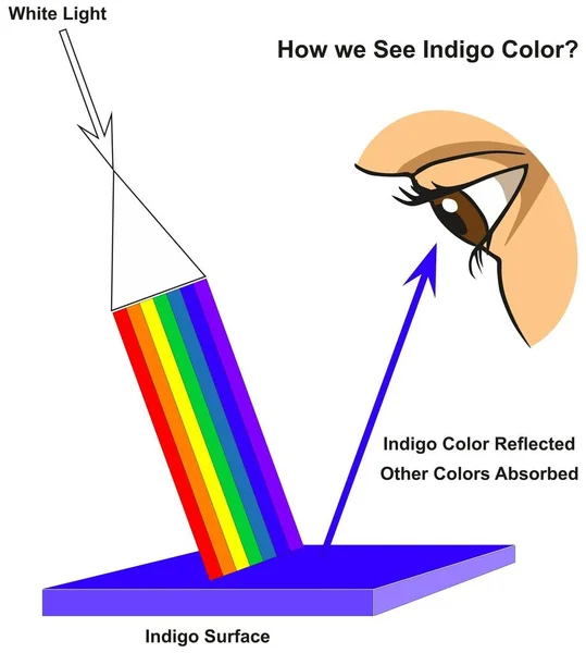 Jak Vidíme Indigo Barva Infografika Diagramu Zobrazení Viditelného Spektra Světla — Stockový vektor