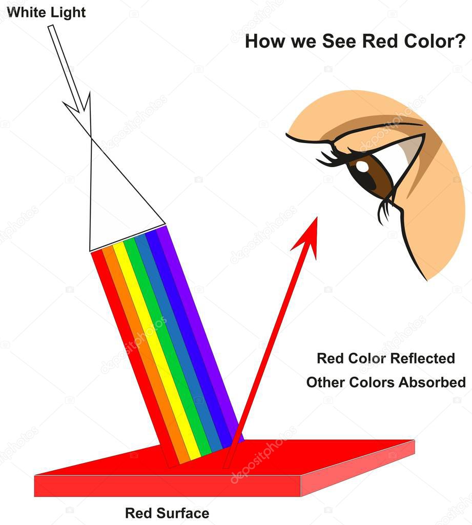 How we See Red Color infographic diagram showing visible spectrum light on surface and colors reflected or absorbed according to its color for physics science education