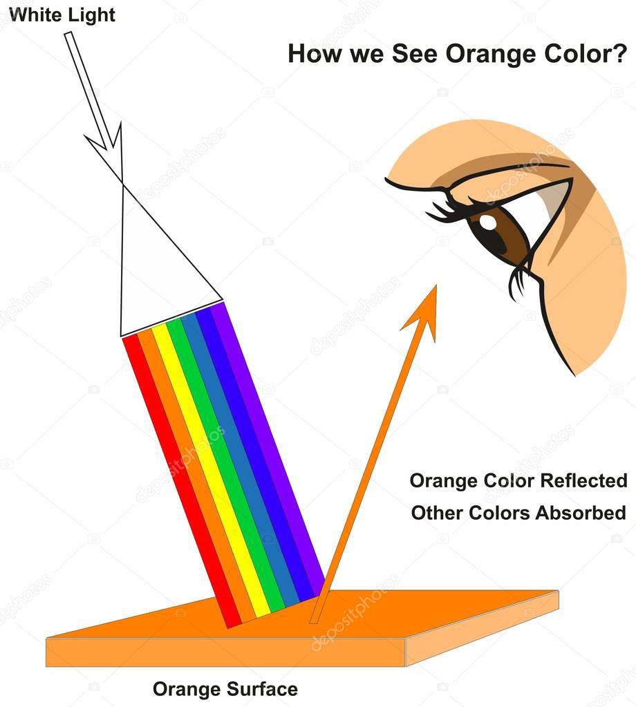 How we See Orange Color infographic diagram showing visible spectrum light on surface and colors reflected or absorbed according to its color for physics science education