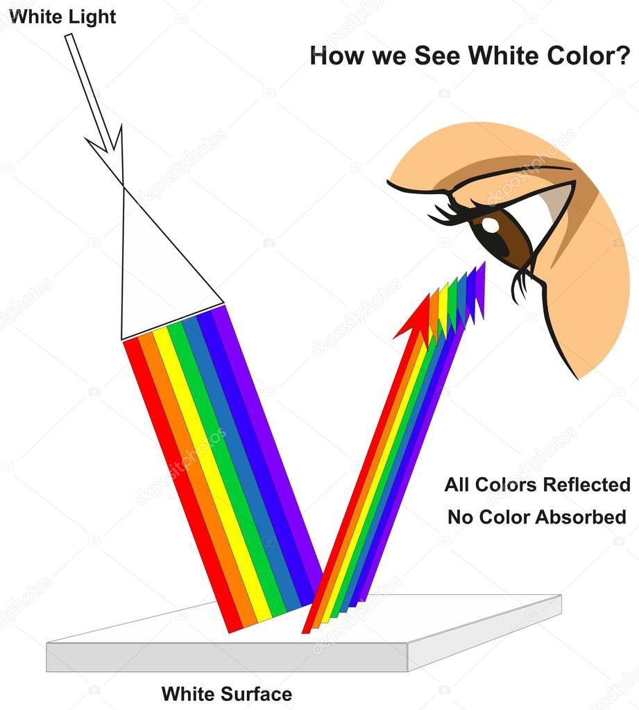 How we See White Color infographic diagram showing visible spectrum light on surface and colors reflected or absorbed according to its color for physics science education