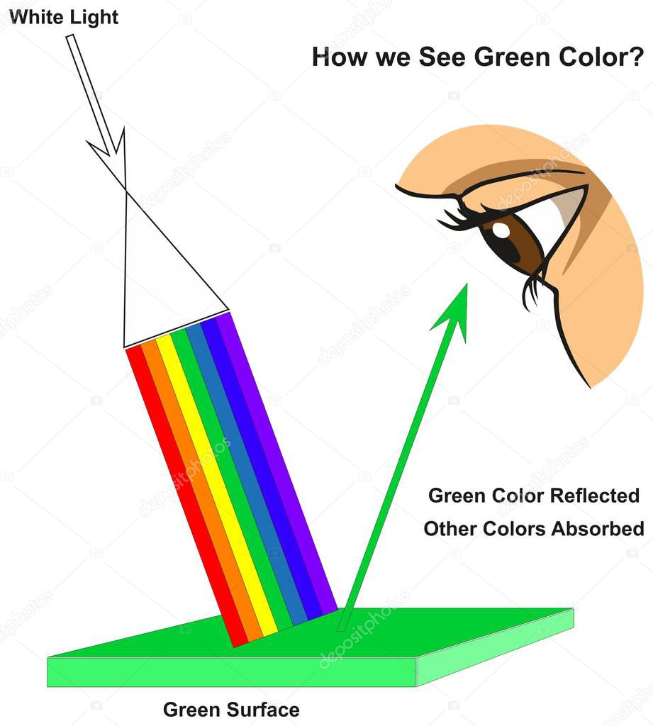 How we See Green Color infographic diagram showing visible spectrum light on surface and colors reflected or absorbed according to its color for physics science education